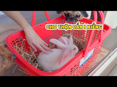 Thỏ Thân Thiện Đã Quay Trở Lại