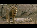 Funny Talking Animals - Walk On The Wild Side - Series 2, Episode 3 Preview - BBC One