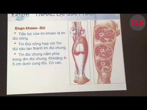 SIÊU ÂM TĨNH MẠCH CHI DƯỚI | PGS. TS. NGUYỄN PHƯỚC BẢO QUÂN