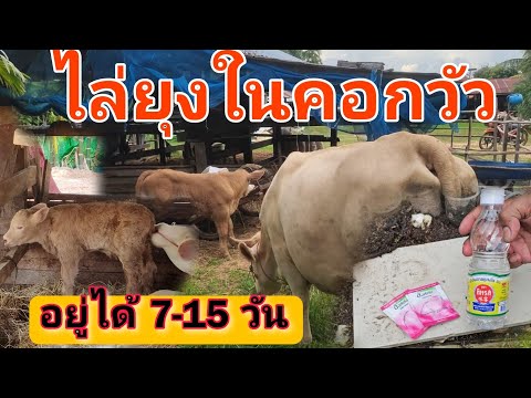 ไล่ยุงในคอกวัว🧡ไม่ต้องสุมควันอีกต่อไป [ใช้ได้ 7-15 วัน]
