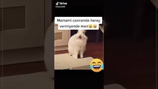 Dovşan Mamasını Çağırır Guya