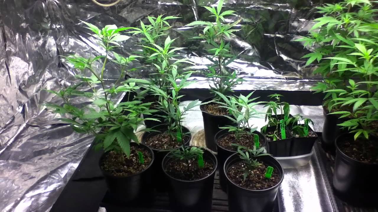 growing marijuana (vegetative stage) - YouTube