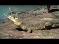 King Crocodile 50 Ft Caught Alive In Philippines Hq images King Crocodile 50 Ft Caught Alive In Philippines Hq