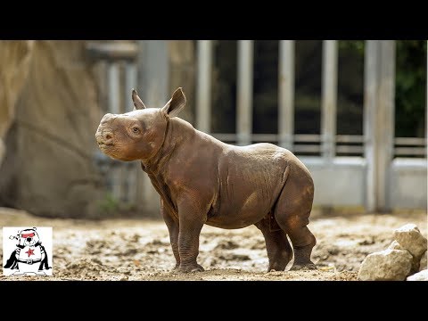 Baby Rhino Practicing Charging and Playing Compilation
