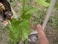 Εμβολιασμός Αμπέλου 2,grafting grapevive, vakis