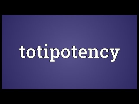 Header of totipotency