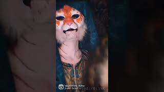 Coy Tigress