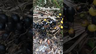 Saw Palmetto Berries