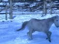 Muffin The Grey Pony