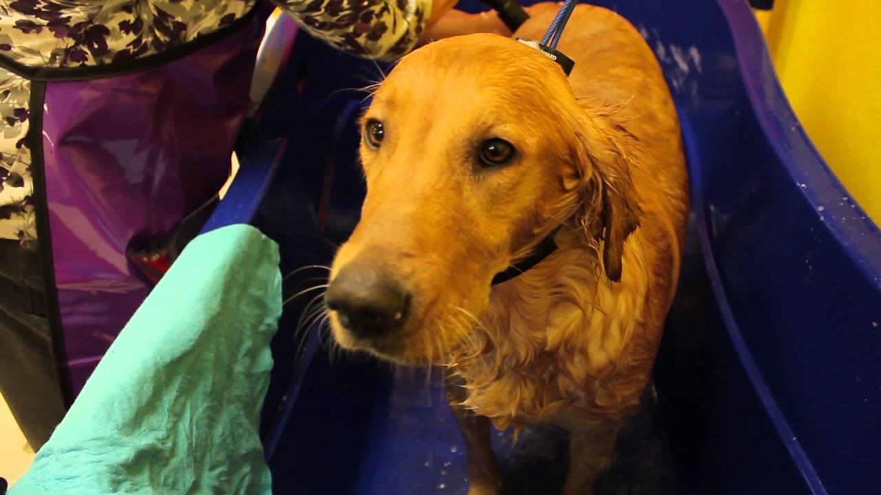 Barks and Bubbles of Desoto What Is a Self Serve Dog Wash? YouTube