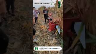 - Cosechadora Maiz Pequeño Productor