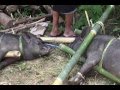 Rambu Solo (Funeral Ceremony) - Tana Toraja - Toraja Culture - Indonesia Travel Guide (Tourism)