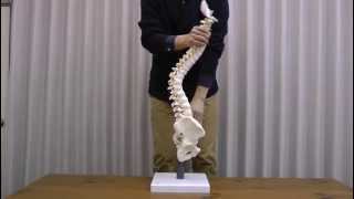 脊柱可動型モデル，軟椎間板型：動画