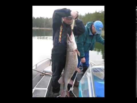 ловля групера видео ловля групера видео