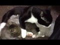 ママにベッタリの赤ちゃん猫　cat lactating