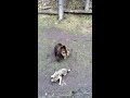 Bear attack Wolf | HD