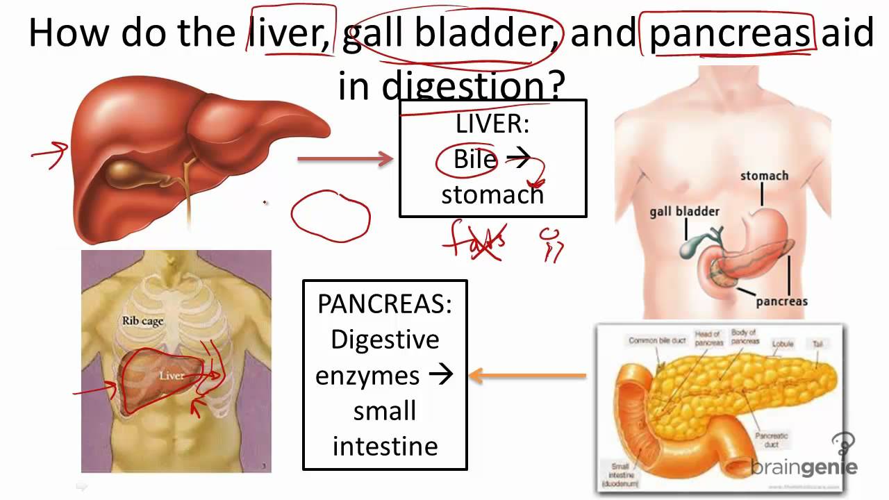 what is the purposes of a pancreas