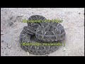 Clelia eats Bothrops