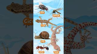Lalat, Nyamuk, Tokek, Cicak, Siput, Semmut