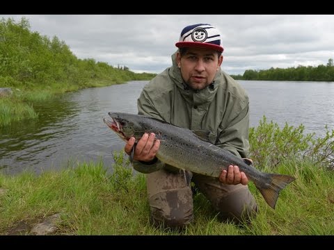 ловля семги на спиннинг в мурманске ловля семги в спиннинг во мурманске
