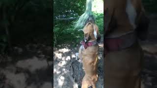 The Real American Pitbull Terrier
