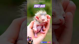 Tiny Hybrid Baby Animals In Action Part 203 See The Adventure Unfold