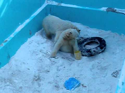 おびひろ動物園　ホッキョクグマのイコロとキロル