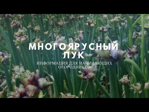 Многоярусный лук – посадка и уход, сорта и выращивание