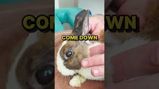 Soothe Your Soul With An Asmr Bunny Chiropractic Adjustment