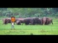 Fejo - Komba Na Na (mahout's melancholy) - new malayalam album song (with lyrics & download link)