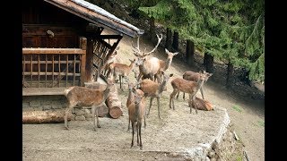 Val Di Peio Nel Regno Del Cervo