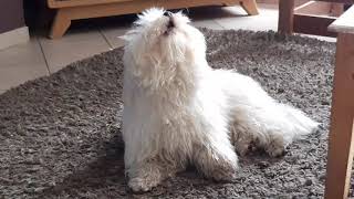 Coton De Tulear Qui Fait Le Loup