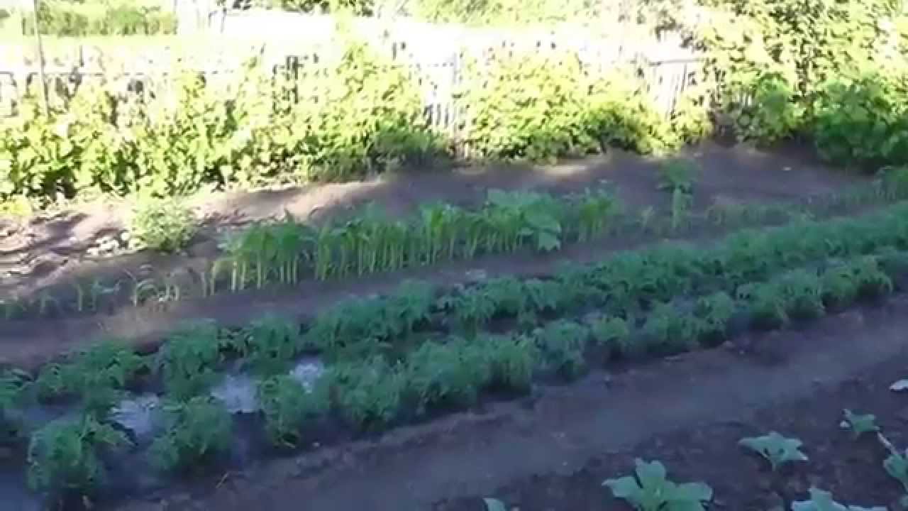 Картофель сорт агата описание сорта фото Картофель сорт агата описание сорта фото