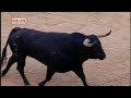 bull
