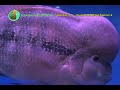 Flowerhorn
