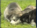 ALASKAN MALAMUTE