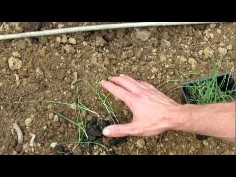 How to Transplant Leeks into Your Vegetable Garden