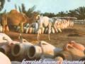 djerba mezoued