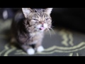 An Intimate Look at BUB's Fascinating Eating and Cleaning Methods