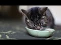 An Intimate Look at BUB's Fascinating Eating and Cleaning Methods