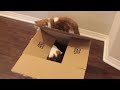 Kittens Confused about Christmas Gift