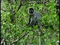Title:Discovering Bako - Part 3 Description:An introduction to Bako National Park in Sarawak, Malaysia. Bako is one of the best national parks in Southeast Asia to view wildlife. Video is split into 4 parts. Most of the wildlife clips are in parts 3 & 4. Part 1: Introduction to the park, overview of habitat and wildlife and getting to the park via Kampung Bako. Part 2: The trail system, types of treks, best trails for wildlife, best beaches, the mangrove plankwalk, vegetation types. Part 3: Wildlife viewing opportunities, silver-leaf ...