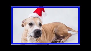 | Dog Rescue Stories“Perfect Angel” Senior Pup Wants Nothing More Than To Find A Home For The Hol...