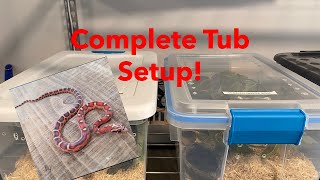 New Scaleless Corn Snake Setup Updates
