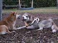 Shiba Inu vs. Siberian Husky