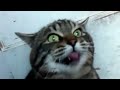 funny animals