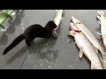 funny animals