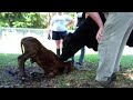 My Cow Giving Birth images My Cow Giving Birth