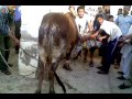 Cow Run Before Qurbani images Cow Run Before Qurbani
