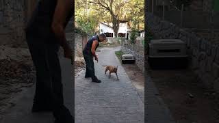 Adestramento De Mini Bull Terrier